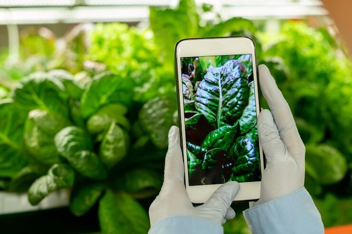 Aplicación Plantas el-movil 